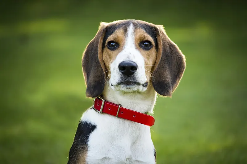 Beagle w czerwonej obroży patrzy w obiektyw na tle zieleni
