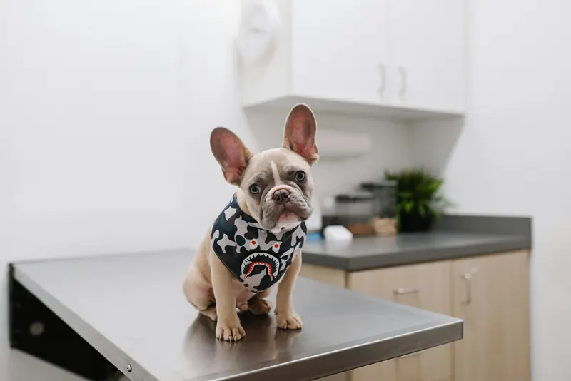 Buldog francuski w kropkowanej koszulce siedzi na stole w gabinecie weterynaryjnym