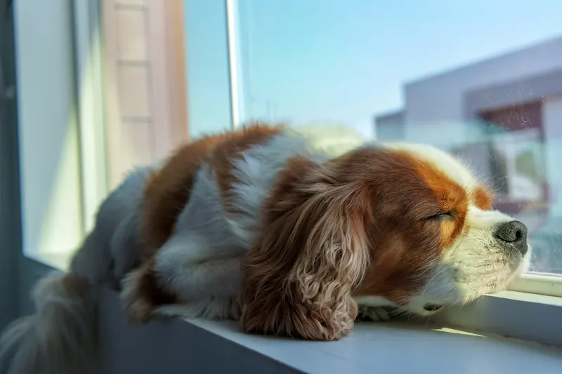 Cavalier king charles spaniel śpi na parapecie w słońcu