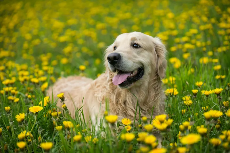 Uśmiechnięty golden retriever leży na łące pełnej żółtych mniszków