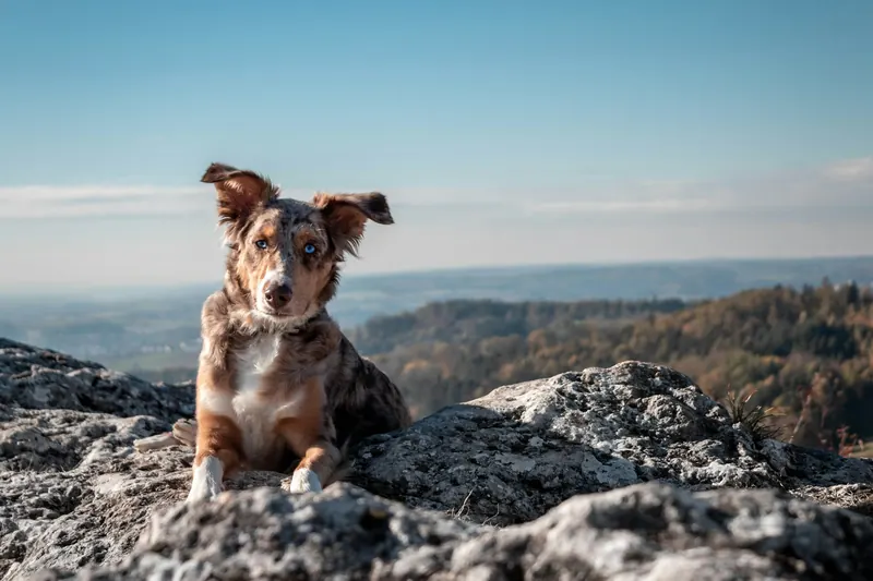 Owczarek australijski merle leży na skale na tle górskiej panoramy
