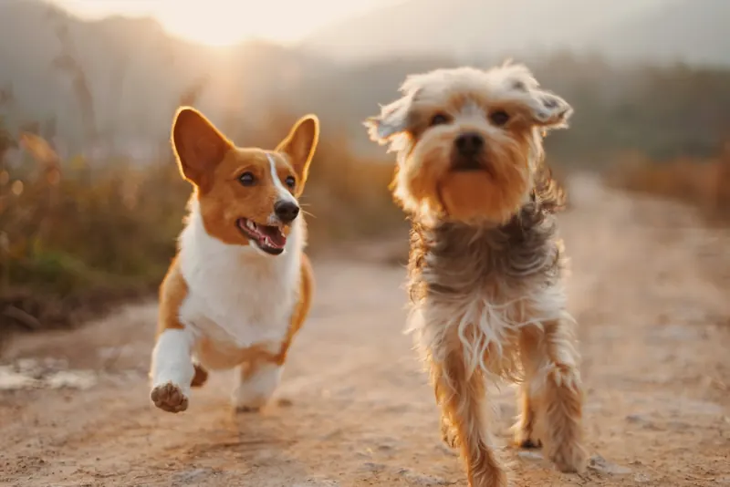Corgi i yorkshire terrier biegną razem polną drogą o zachodzie słońca